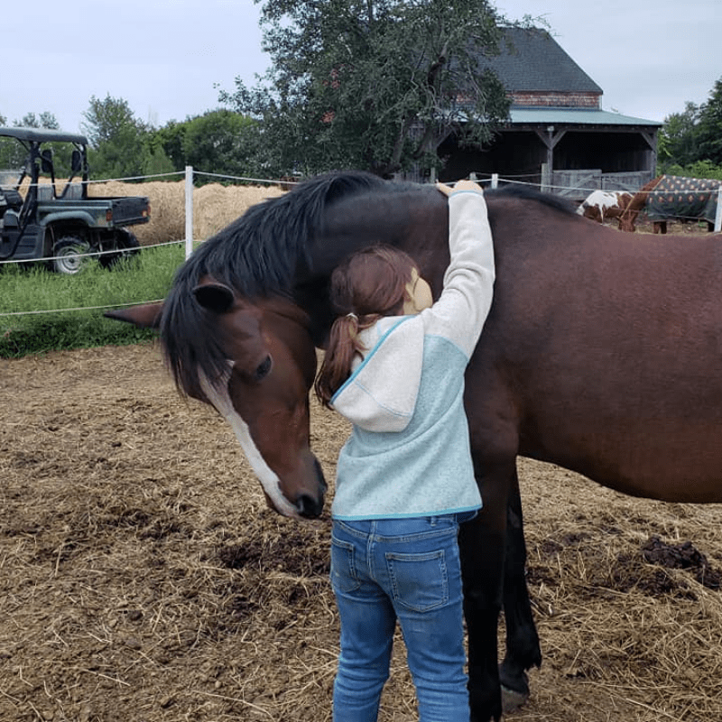 Bay Gelding with Lesson Student