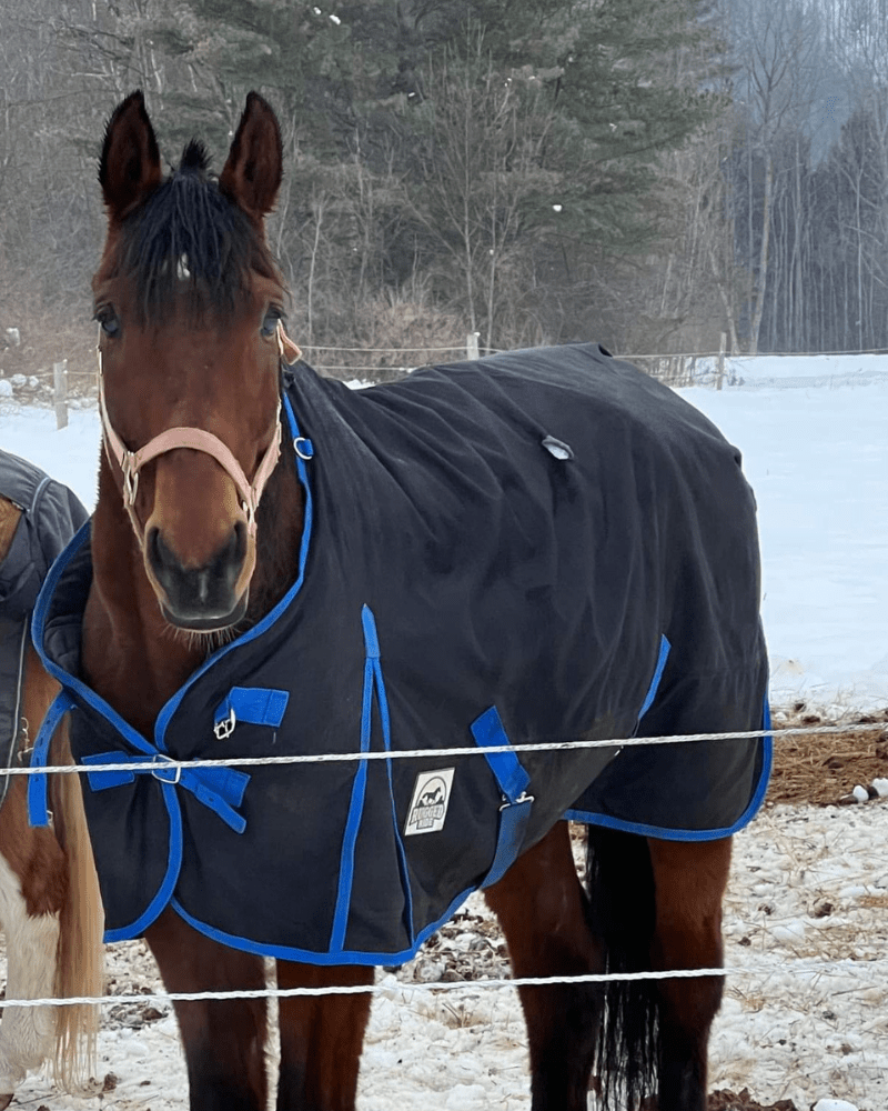 Lesson and Lease Horses at Lupine Farm