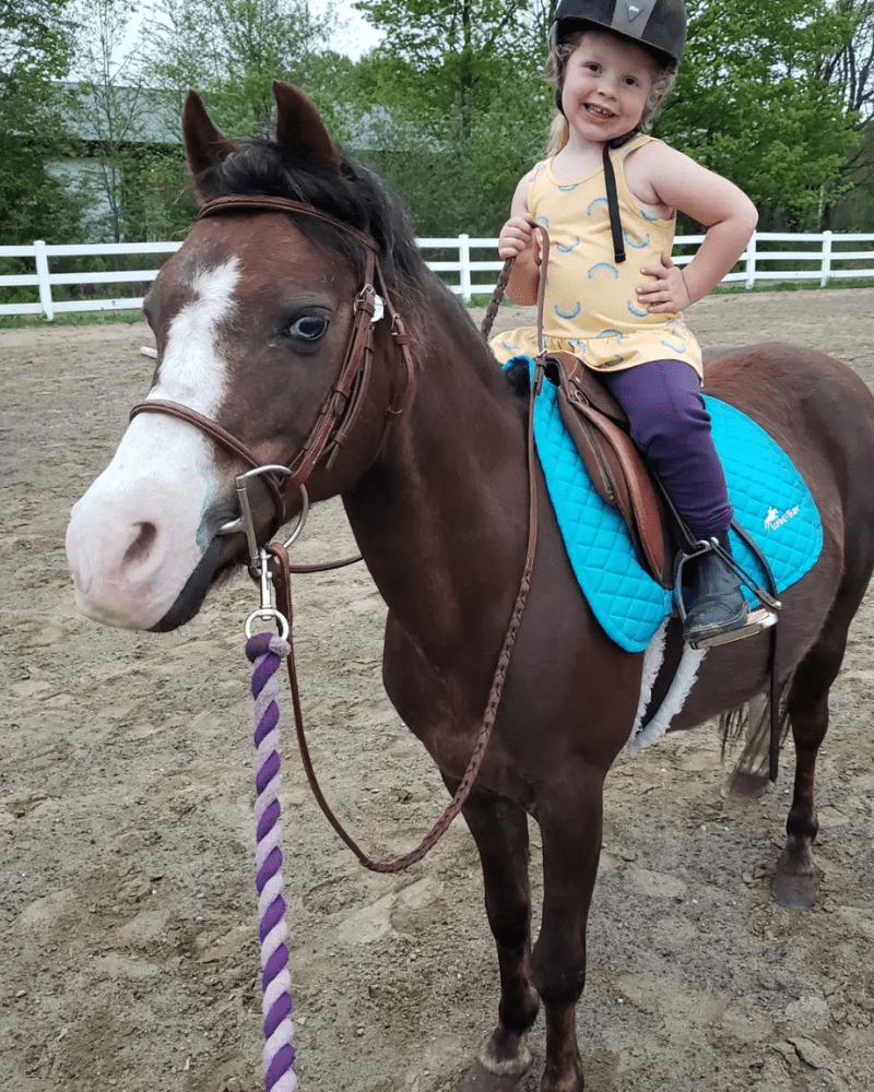 Lesson and Lease Horses at Lupine Farm