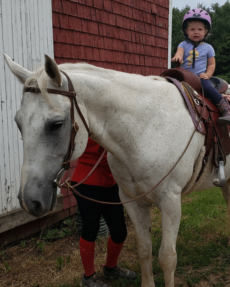 Lesson and Lease Horses at Lupine Farm