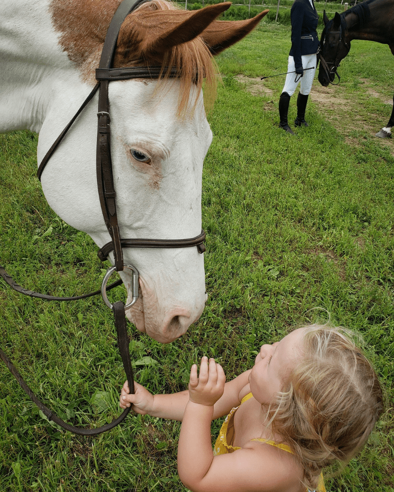 Lesson and Lease Horses at Lupine Farm