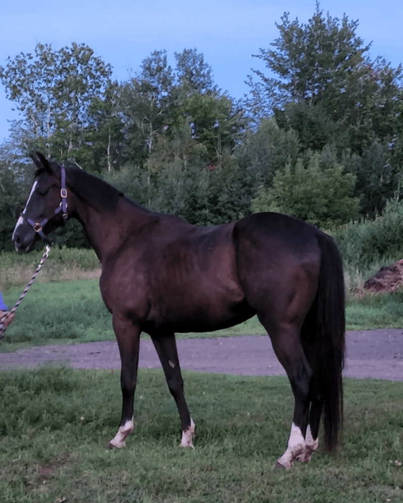 appendix QH gelding