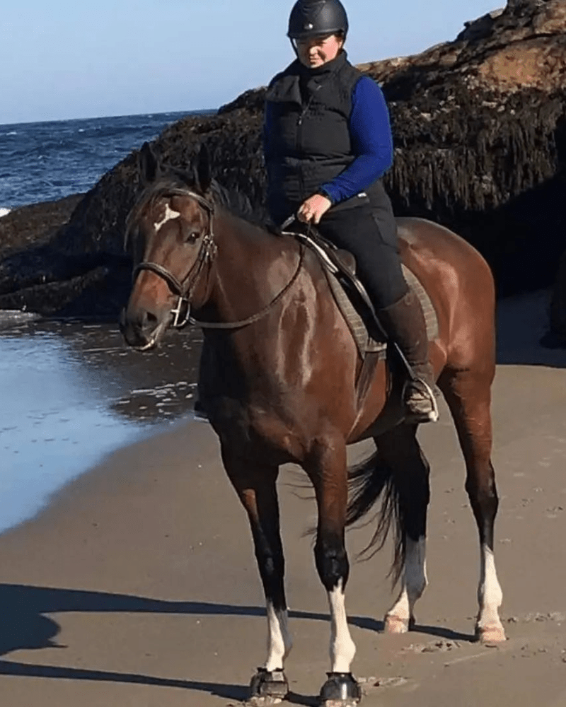 Bay Gelding