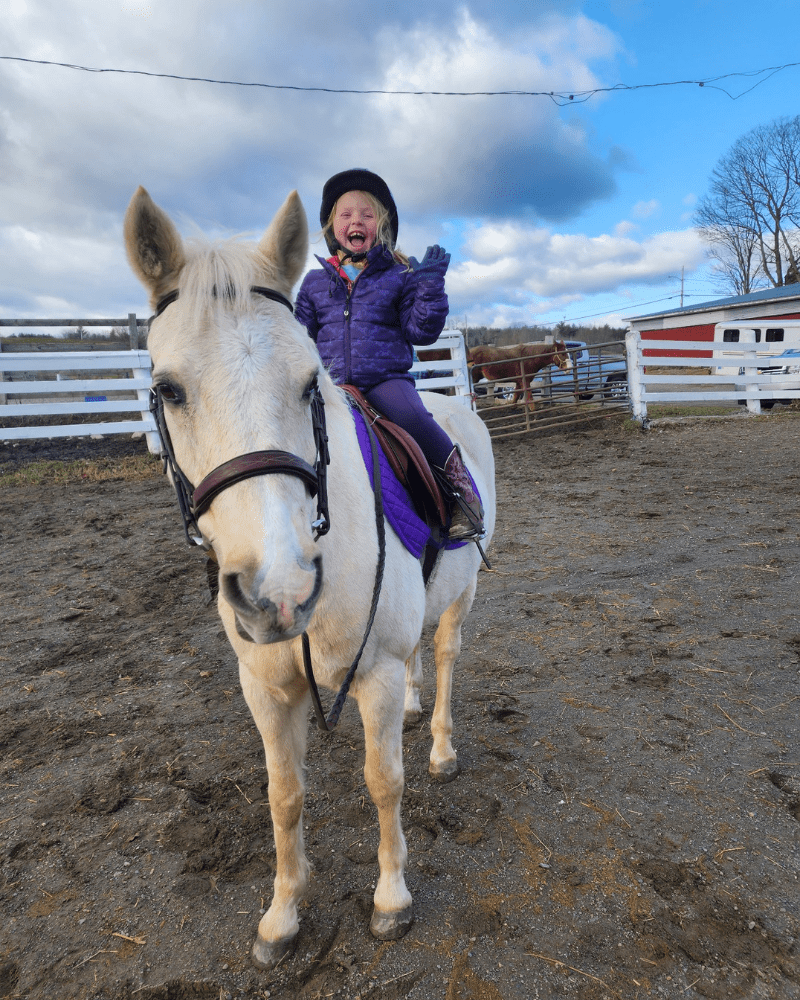 palomino gelding