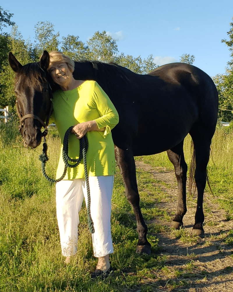 black gelding