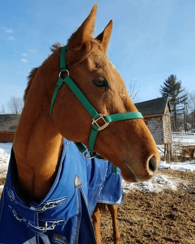 Lesson and Lease Horses at Lupine Farm